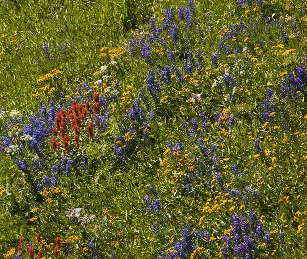 Lookout Mountain flowers. Photo by Dave Bell.