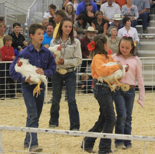 Chickens. Photo by Dawn Ballou, Pinedale Online.