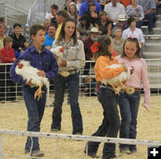 Chickens. Photo by Dawn Ballou, Pinedale Online.