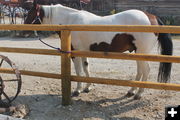 Petting Nibbles. Photo by Dawn Ballou, Pinedale Online.