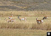 Pronghorn. Photo by Paul Ellwood.