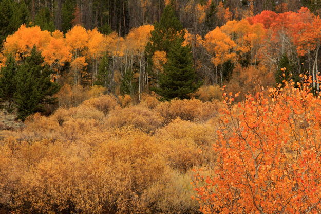 Kelly Park aspens. Photo by Fred Pflughoft.