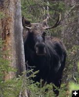 Bull moose. Photo by Dave Bell.