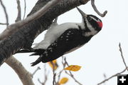 Woodpecker. Photo by Fred Pflughoft.