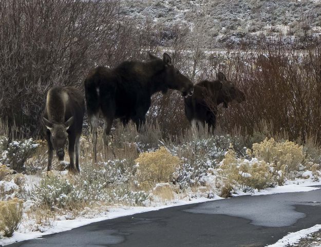 Guarding The Bike Path. Photo by Dave Bell.