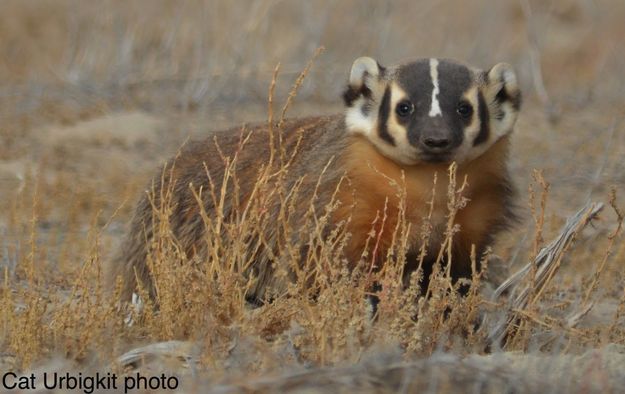 Badger. Photo by Cat Urbigkit.