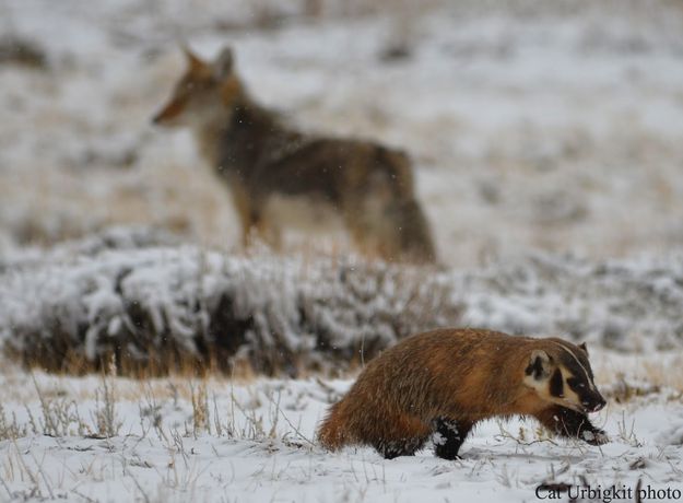 Hunting together. Photo by Cat Urbigkit.