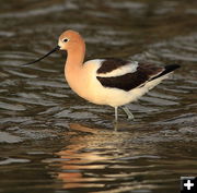 American Avocet . Photo by Fred Pflughoft.