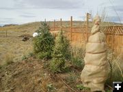 Protecting trees. Photo by Sage & Snow Garden Club.