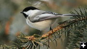 Black capped chickadee. Photo by Fred Pflughoft.