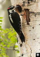 Hairy Woodpecker. Photo by Fred Pflughoft.