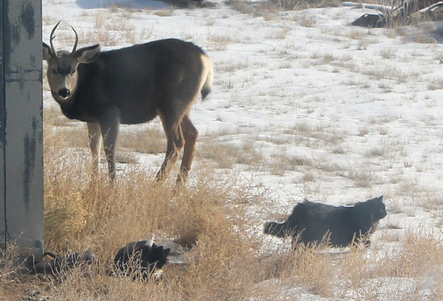 Whats over there?. Photo by Dawn Ballou, Pinedale Online.