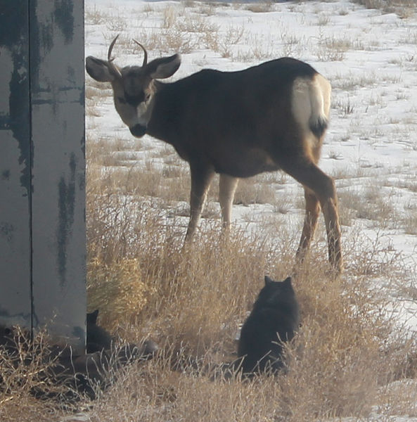 Hi. Photo by Dawn Ballou, Pinedale Online.