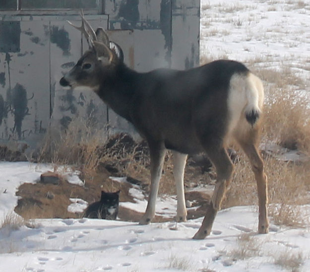 Deer meets Cat. Photo by Dawn Ballou, Pinedale Online.