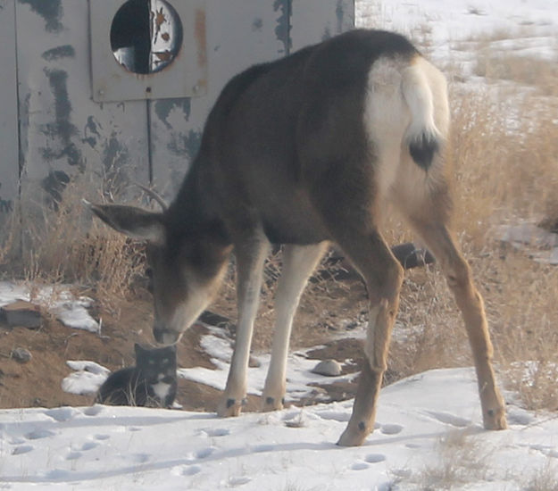 Making friends. Photo by Dawn Ballou, Pinedale Online.