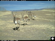 October. Photo by Hal Sawyer, Western Ecosystem. Technologies .