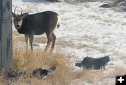 Whats over there?. Photo by Dawn Ballou, Pinedale Online.