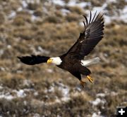 Bald Eagle. Photo by Dave Ball.