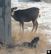 Care free. Photo by Dawn Ballou, Pinedale Online.