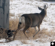 Walking away. Photo by Dawn Ballou, Pinedale Online.