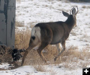 Walking away. Photo by Dawn Ballou, Pinedale Online.