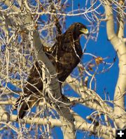 Golden Eagle. Photo by Dave Bell.