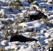 Two Moose. Photo by Dave Bell.