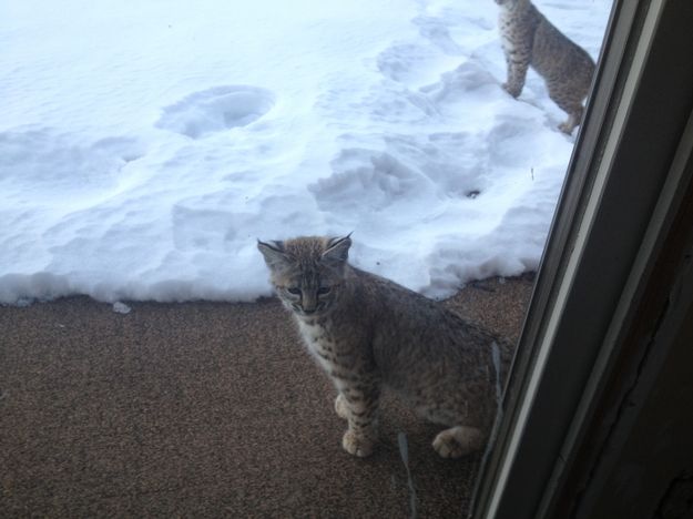 Kittens. Photo by Larry and Phyllis McCullough.