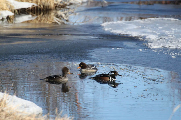3 in the pond. Photo by Pinedale Online.