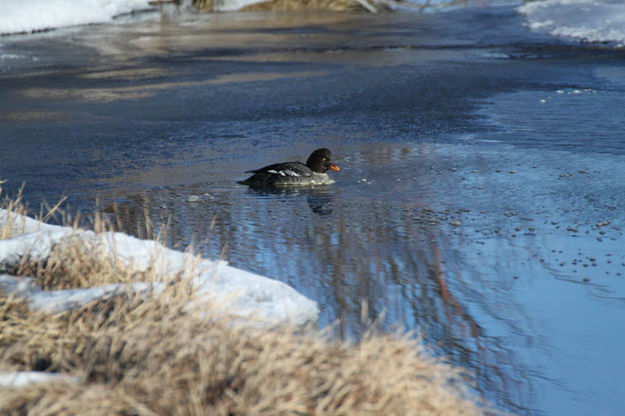 All by himself. Photo by Pinedale Online.