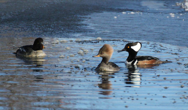 Sharing the pond. Photo by Pinedale Online.