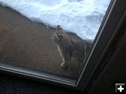 Kitten. Photo by Larry and Phyllis McCullough.