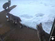 Bobcat family. Photo by Larry and Phyllis McCullough.