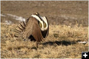 Sage grouse. Photo by Sublette County Conservation District.