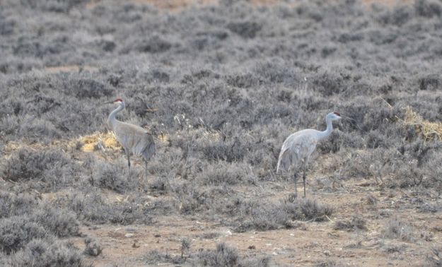 Sandhill Cranes are back. Photo by Cat Urbigkit.