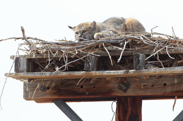 Bobcat nest. Photo by Fred Pflughoft.