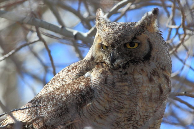 Owl. Photo by Fred Pflughoft.