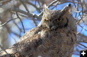 Owl. Photo by Fred Pflughoft.