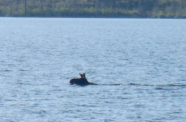 Moose out for a swim. Photo by Sam Drucker.