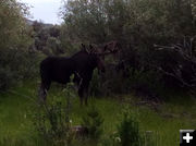 Moose along Pine Creek. Photo by Joe Zuback.