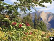 Berries galore. Photo by Dave Bell.