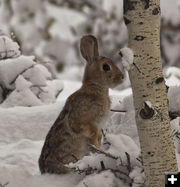 Bunny. Photo by Dave Bell.