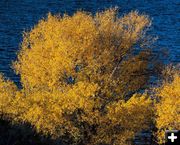 Fall Gold. Photo by Dave Bell.