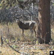 Wildlife often seen. Photo by Dawn Ballou, Pinedale Online.