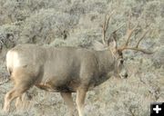 Nice buck. Photo by Ralph Faler.