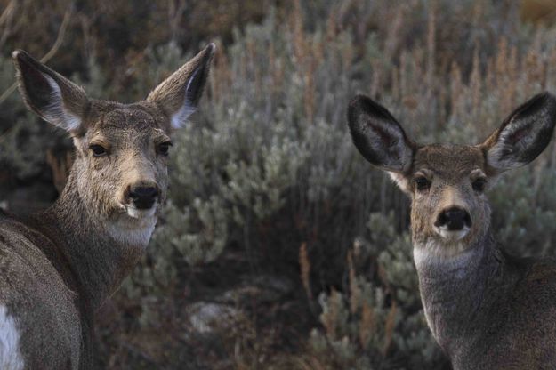 Cute buggers. Photo by Dave Bell.