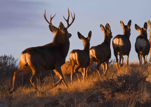 On the move. Photo by Dave Bell.