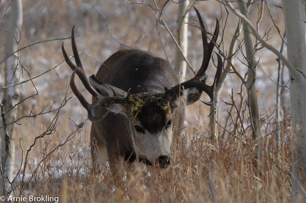 Buck. Photo by Arnold Brokling.