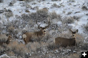 Buck and Does. Photo by Arnold Brokling.