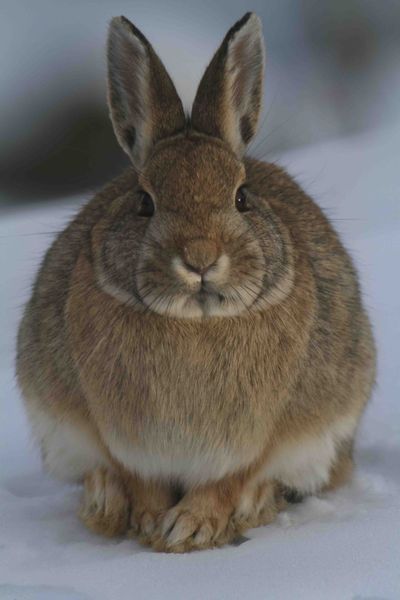 Bunny. Photo by Dave Bell.